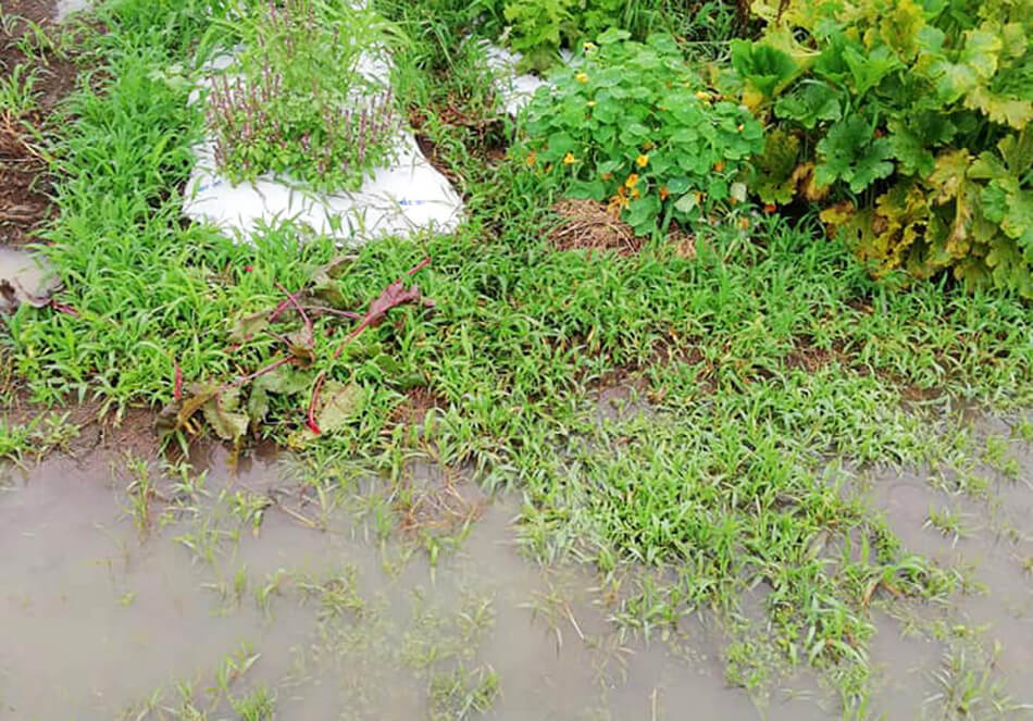 大雨の影響で水がたまる深瀬さんの畑