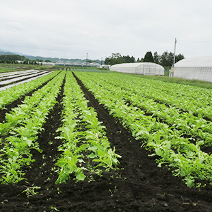 画像：畑に整然と並ぶ野菜