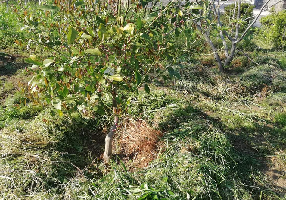 深瀬さんの畑より:植えたばかりのネーブルの木にドーナツ状に草マルチ