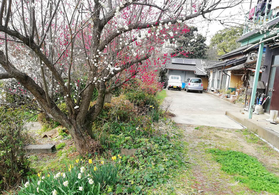 庭の梅の木と花々