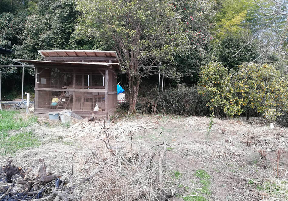 鳥小屋、ゆず、金柑、お茶の木