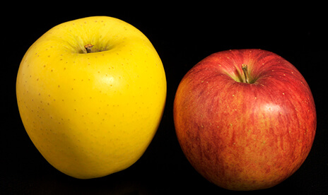 安曇野のリンゴ食べ比べ
