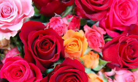 赤色系のバラの花束